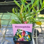 Eremophila - Tri Colour