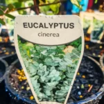 Eucalyptus - Cinerea 'Silver Dollar Gum'