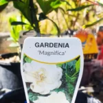 Gardenia Magnifica