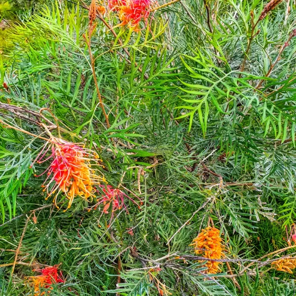 Grevillea - 'Superb'