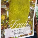 Jackfruit