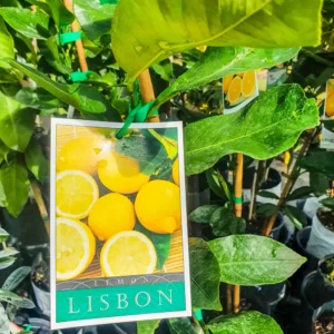 Lemon - Lisbon