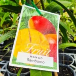 Mango - Bambaroo