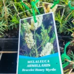 Melaleuca Armillaris Bracelet Honey Myrtle