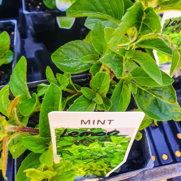 Mint - Lemon