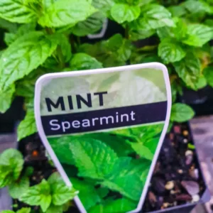 Mint - Spearmint