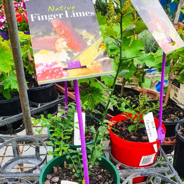 Native Finger Limes