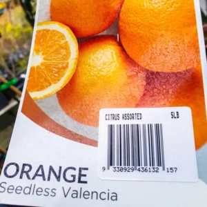 Orange - Seedless Valencia