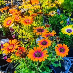 Osteospermum