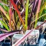 Pennisetum Purple Fountain Grass