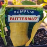 Pumpkin Butternut