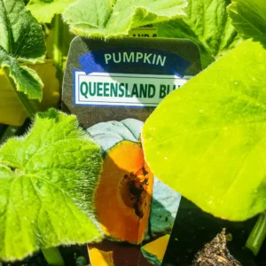 Pumpkin Queensland Blue