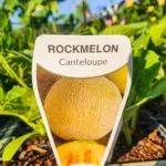 Rockmelon Canteloupe