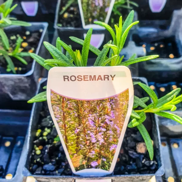 Rosemary Blue