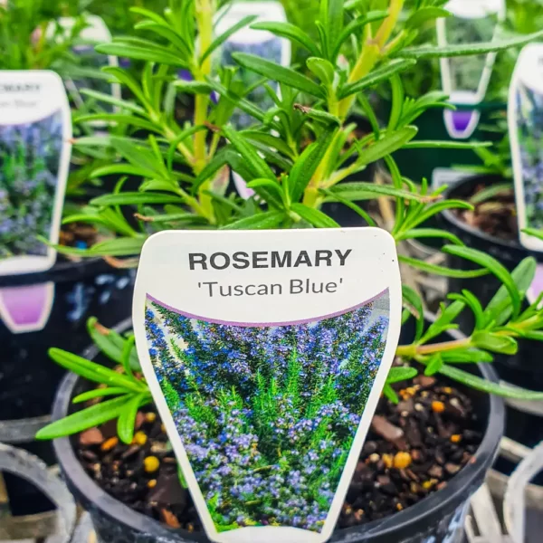 Rosemary - Tuscan Blue