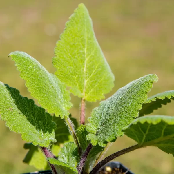 Salvia Viridis Blue Clary Sage