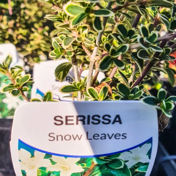 Serissa Snow Leaves