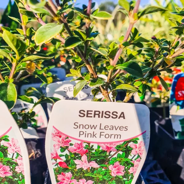 Serissa Snow Leaves Pink Form