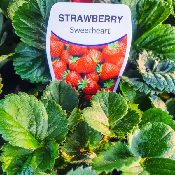 Strawberry - Sweetheart