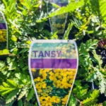 Tansy