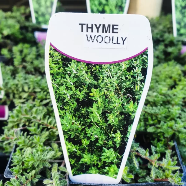 Thyme Woolly