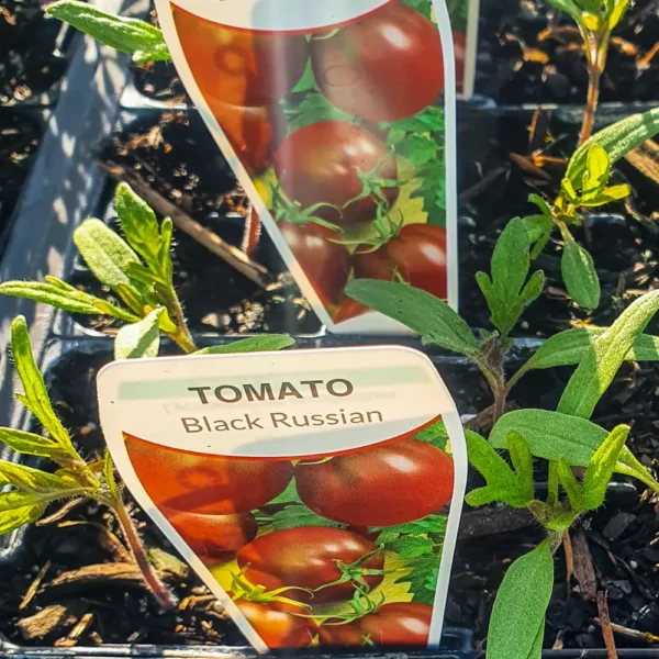 Tomato Black Russian