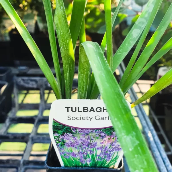 Tulbaghia Violacea - Society Garlic