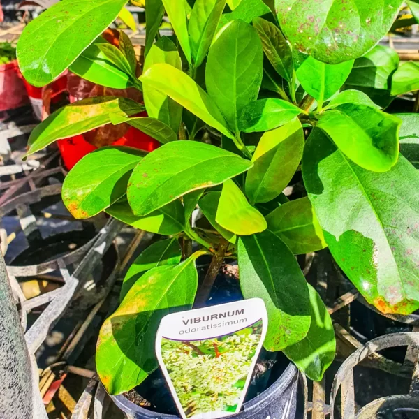 Viburnum Odoratissimum