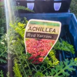 Achillea - Red Yarrow