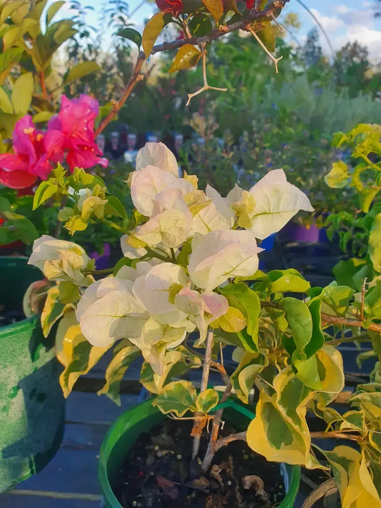 White and pink flowers.